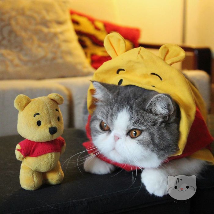 Who's The Real Pooh?