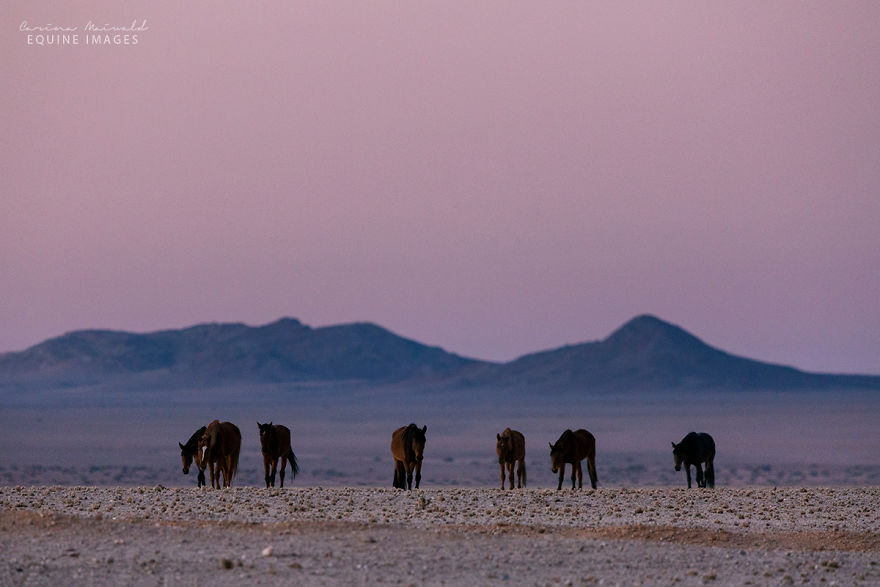 I Met A Fading Myth In Namibia And It Broke My Heart