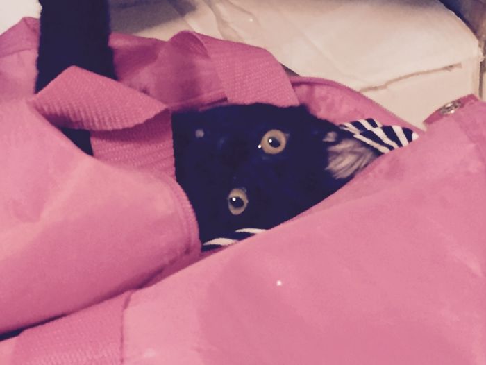 Princess Of Darkness In My Gym Bag