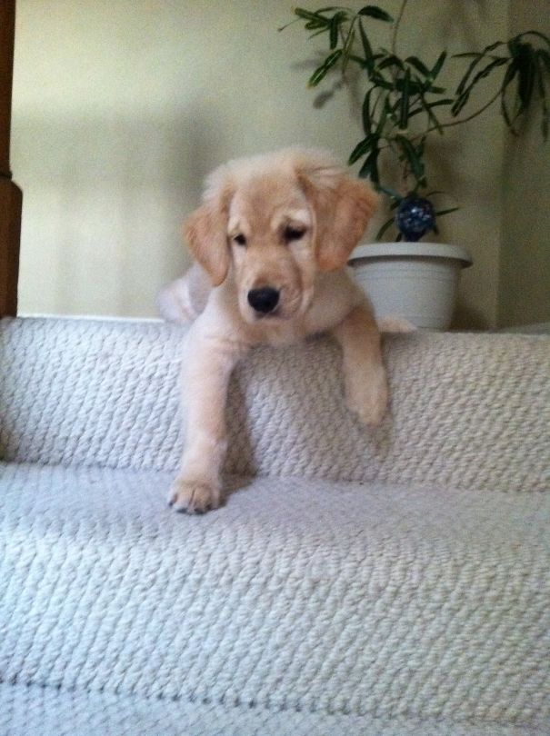 Roxy's First Attempt Going Downstairs.