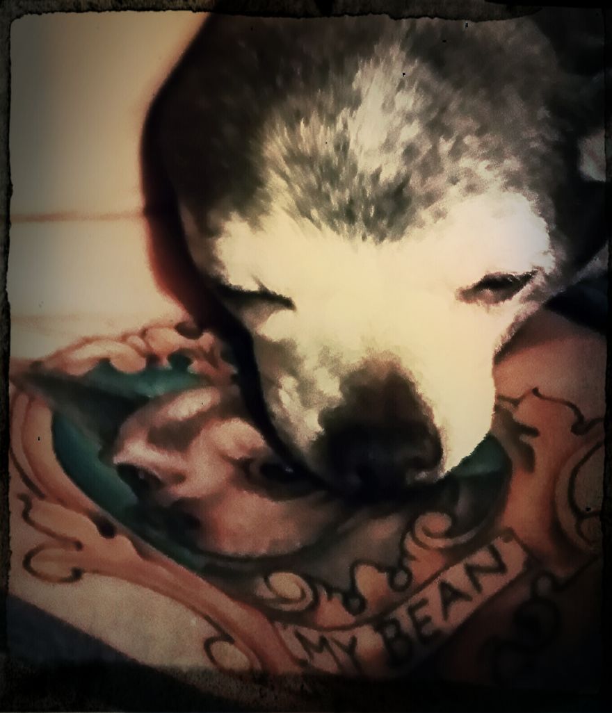 My Bean Adopted At 7 Years Old Had Been In A Cage Her Whole Life, I Taught Her To Walk And To Trust She Taught Me How To Love. We Are Still Bfs Ps Tattooed Her On My Chest