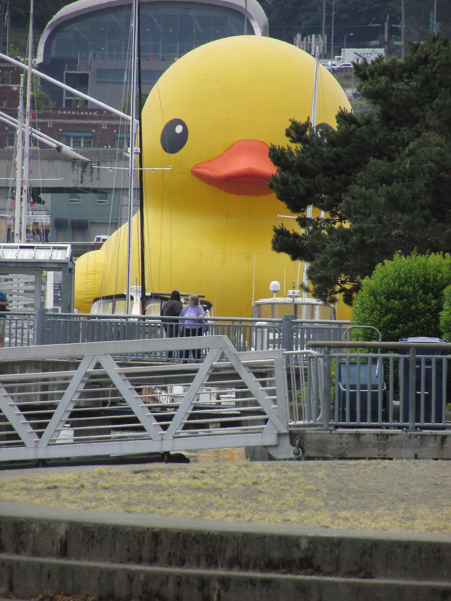 Giant Rubber Duck Descends Upon Tacoma