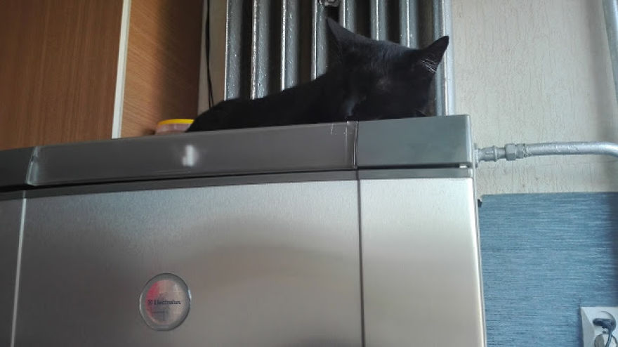 My Cat Moka