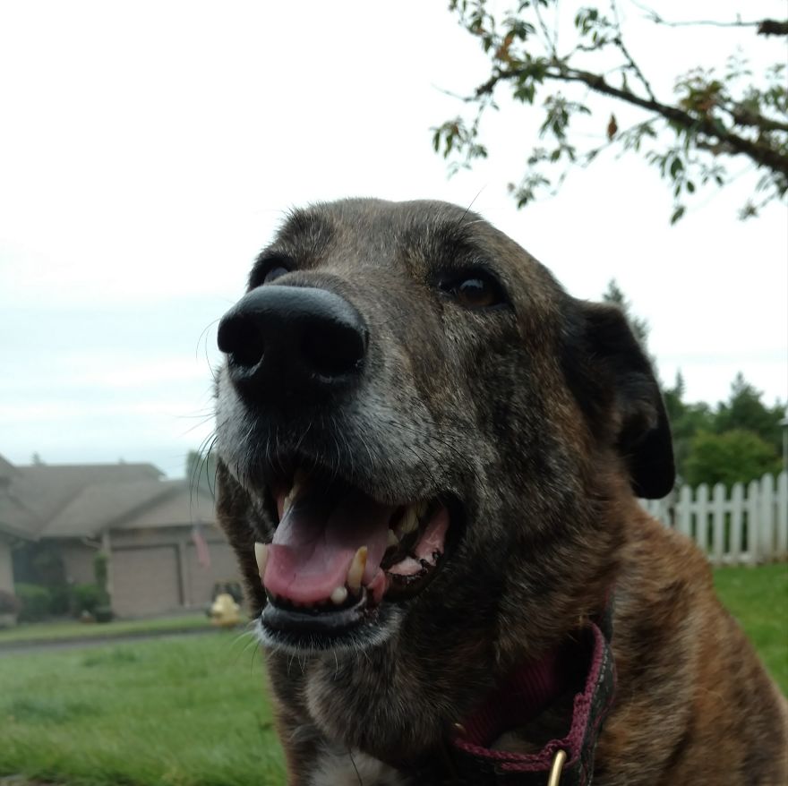 Whimsy, 11 Years Old, Vancouver, Wa