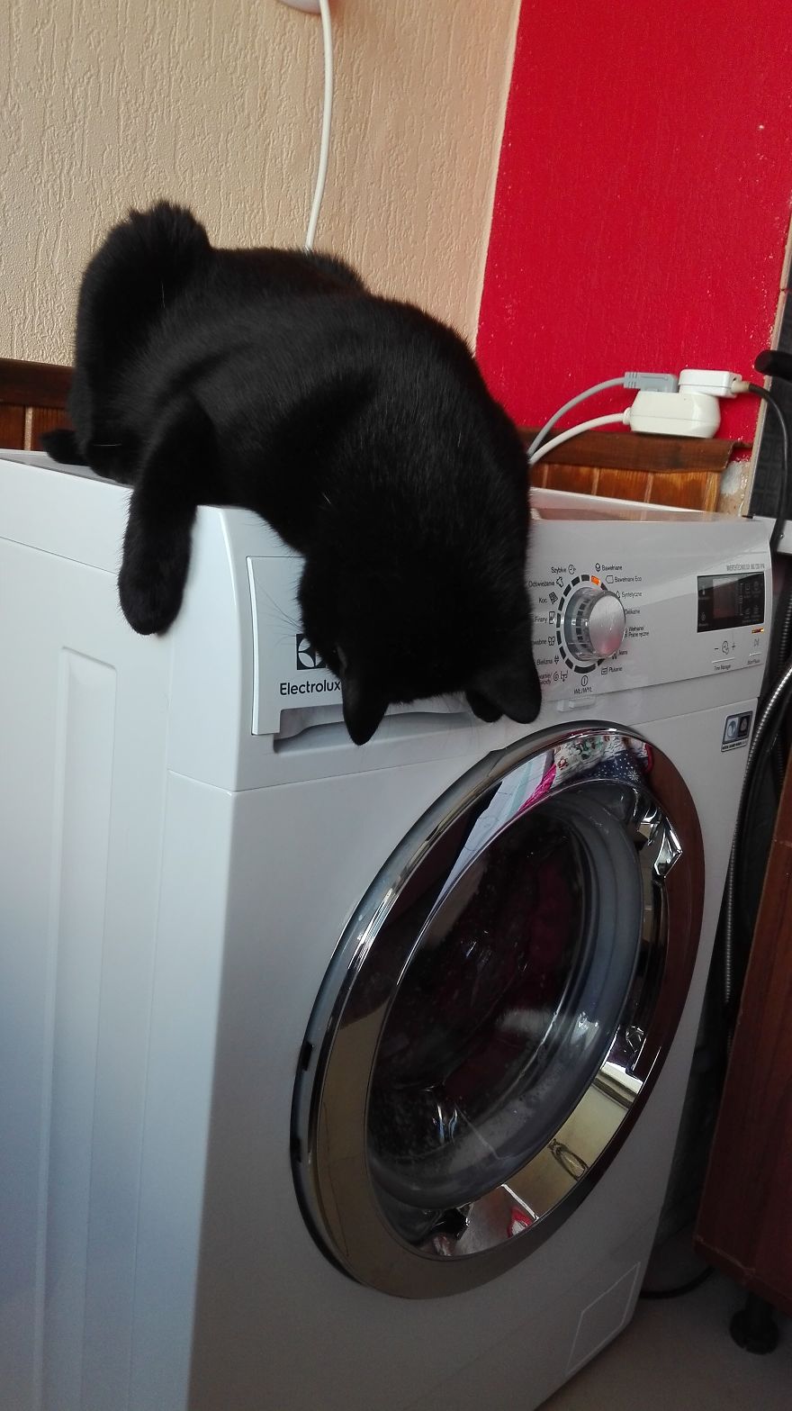 My Cat Moka