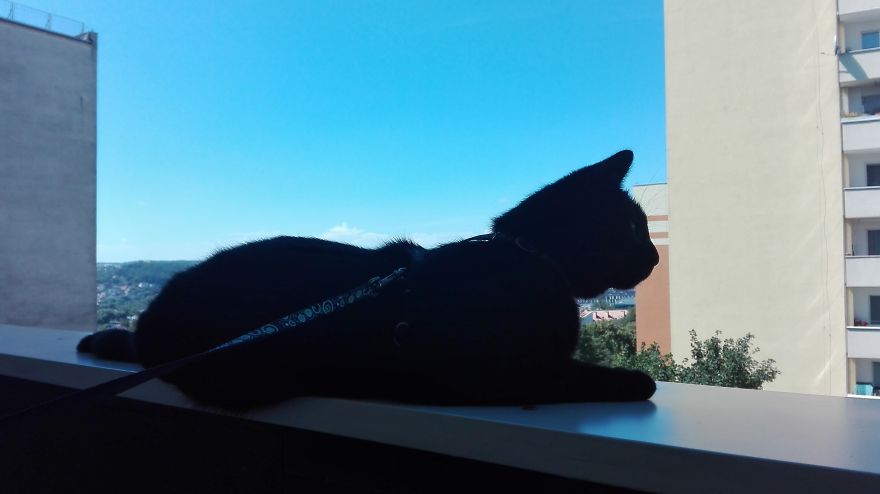 My Cat Moka