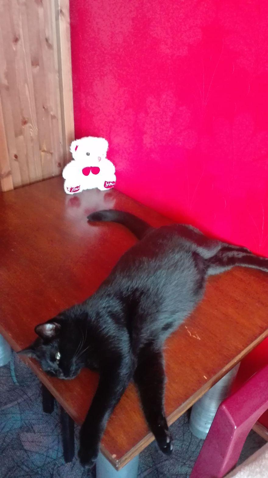 My Cat Moka