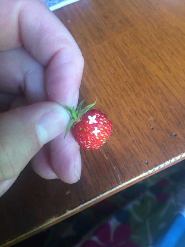 There Were Flowers Growing On My Strawberry