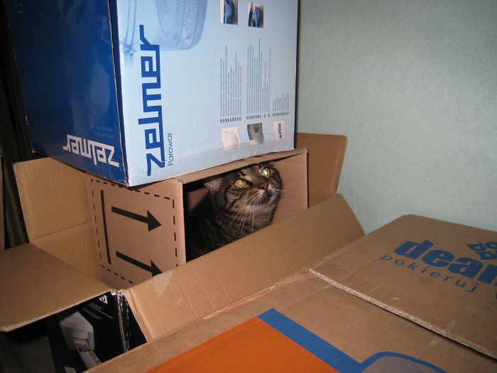 She Squeezed Herself Into One Of The Boxes Prepared For Moving Home