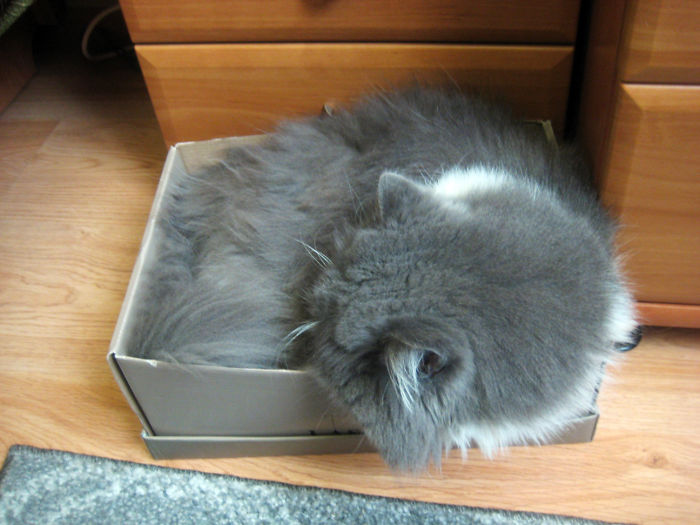 It Took A While (He's A Big Cat), But He Managed To Fit In The Shoebox