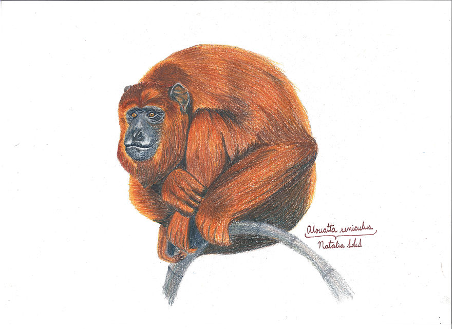 Illustrating Colombian Wildlife