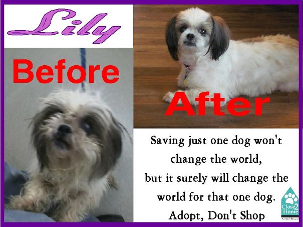 Lily-before-and-after-59763fa941386.jpg