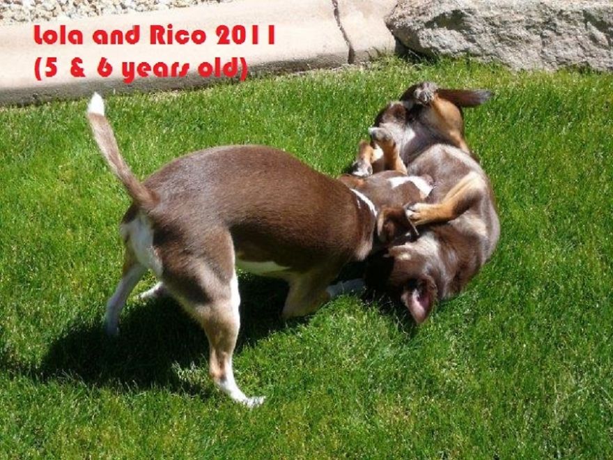 Lola And Rico - 2011 (5 & 6 Yearls Old In This Picture)