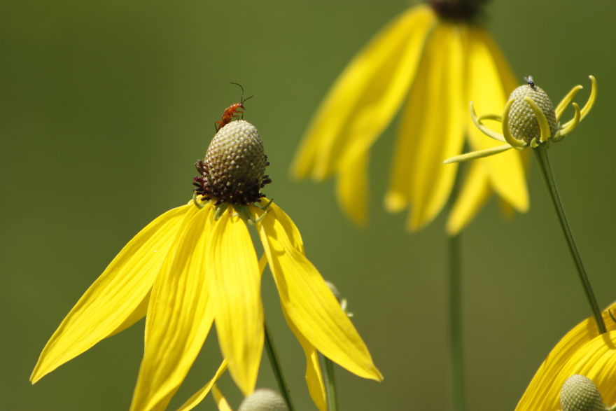 Beauty In Wildflowers