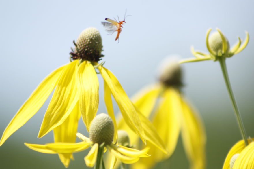 Beauty In Wildflowers