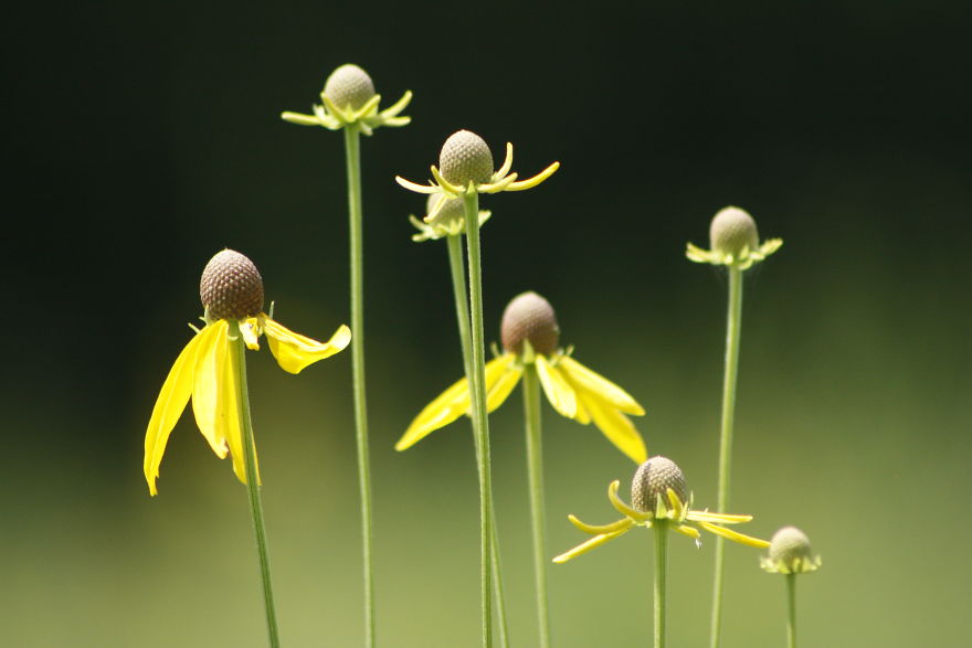 Beauty In Wildflowers
