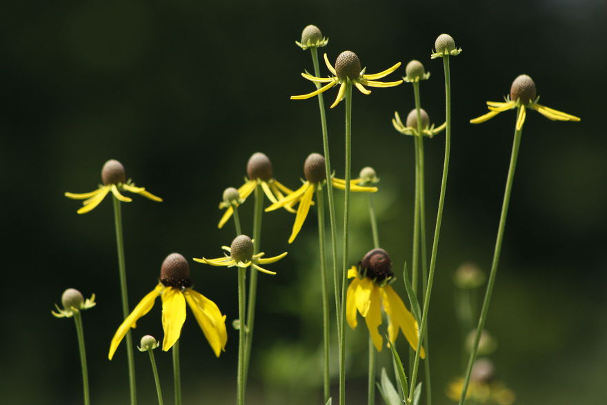 Beauty In Wildflowers