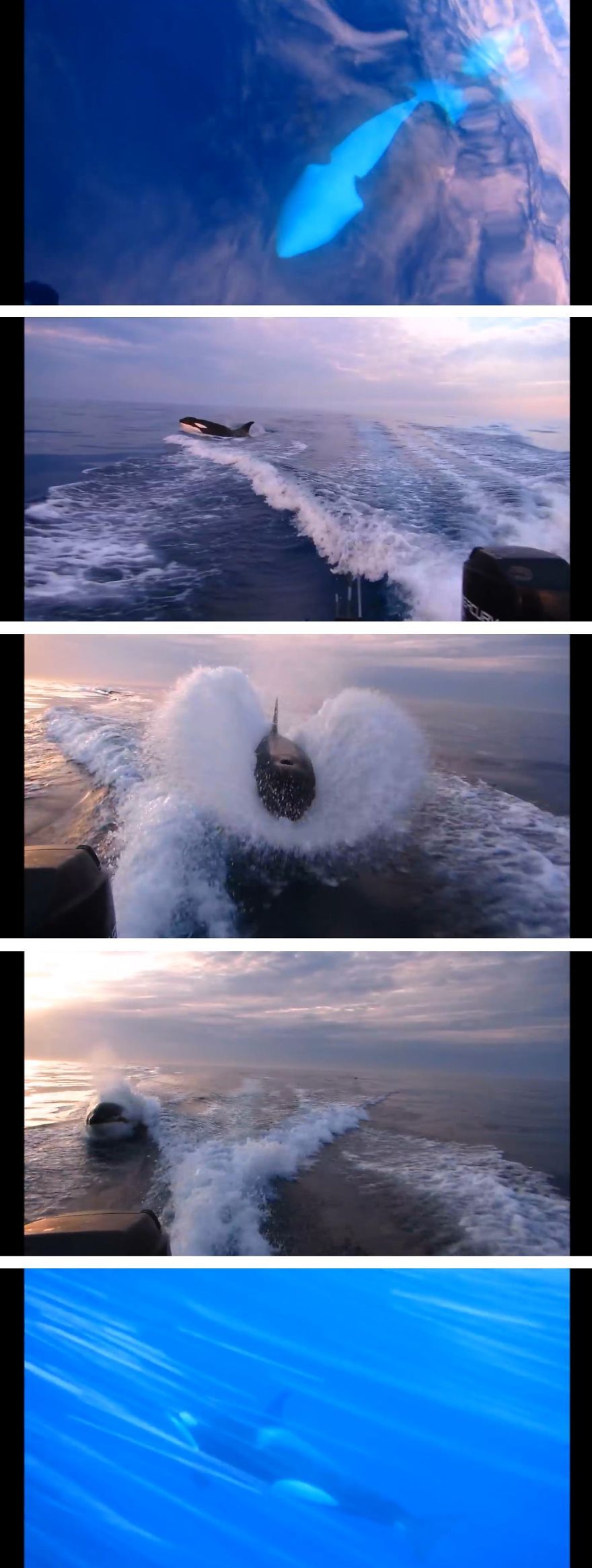 Orcas Chase Boat Near San Diego Bay