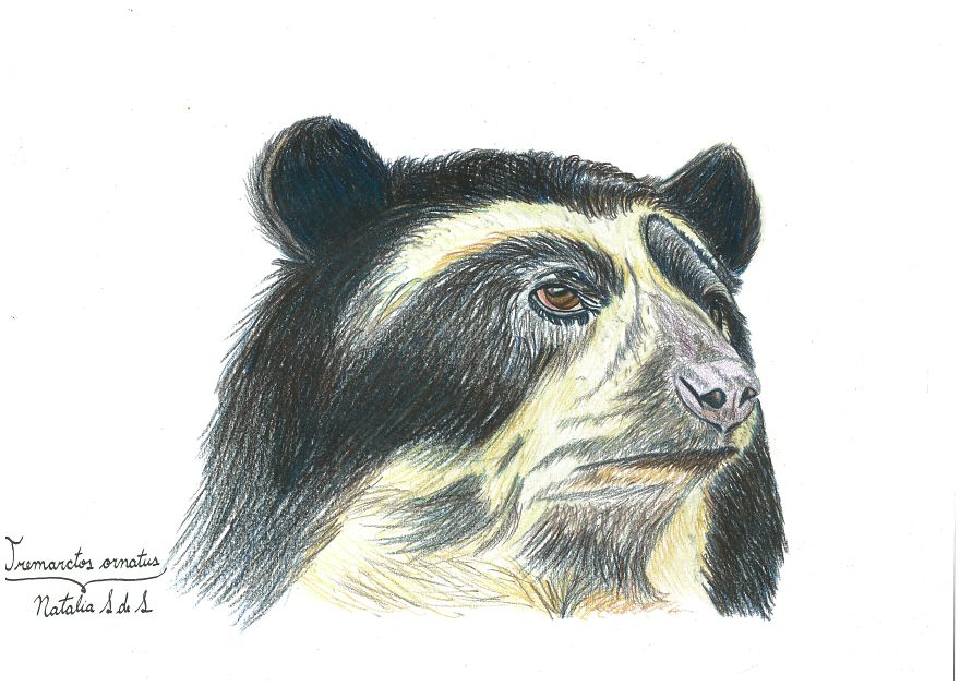 Illustrating Colombian Wildlife