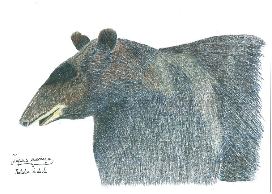 Illustrating Colombian Wildlife