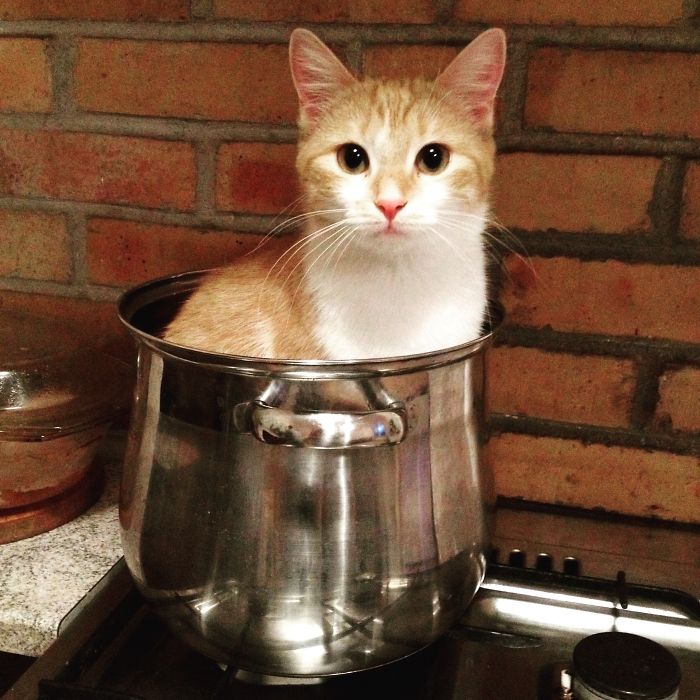 Cooking With Ginger