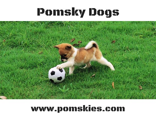 Pomsky-Dogs-SM-595c89659cbfb.jpg