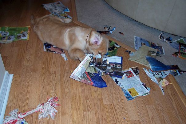 Gosh! This Boys Life Magazine Is So Much Fun! Says Scout, 3 Months..