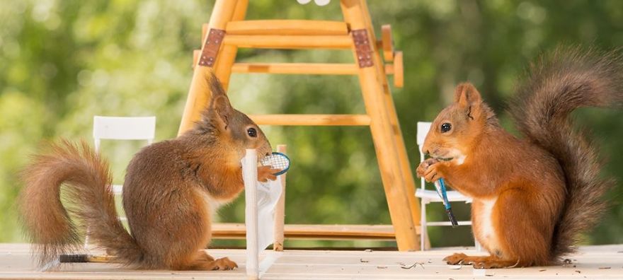 Game, Set, Squirrel? Rodent Pair Face Off With A Mini Game Of Tennis