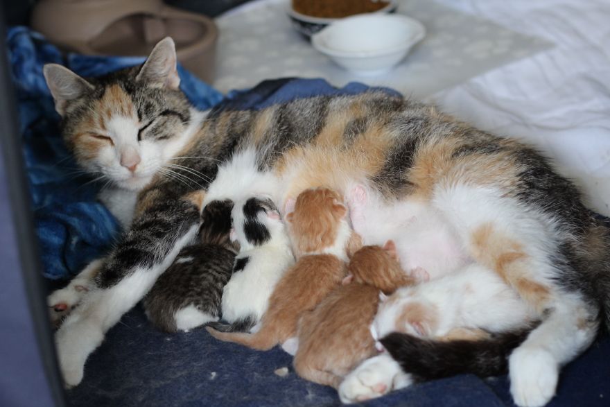 These Four Mother Cats Were Left Behind When Their Kittens Were Adopted