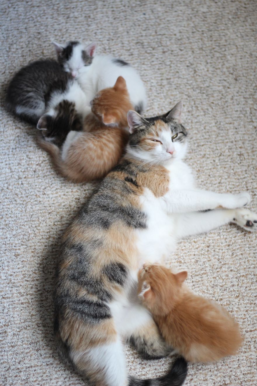These Four Mother Cats Were Left Behind When Their Kittens Were Adopted
