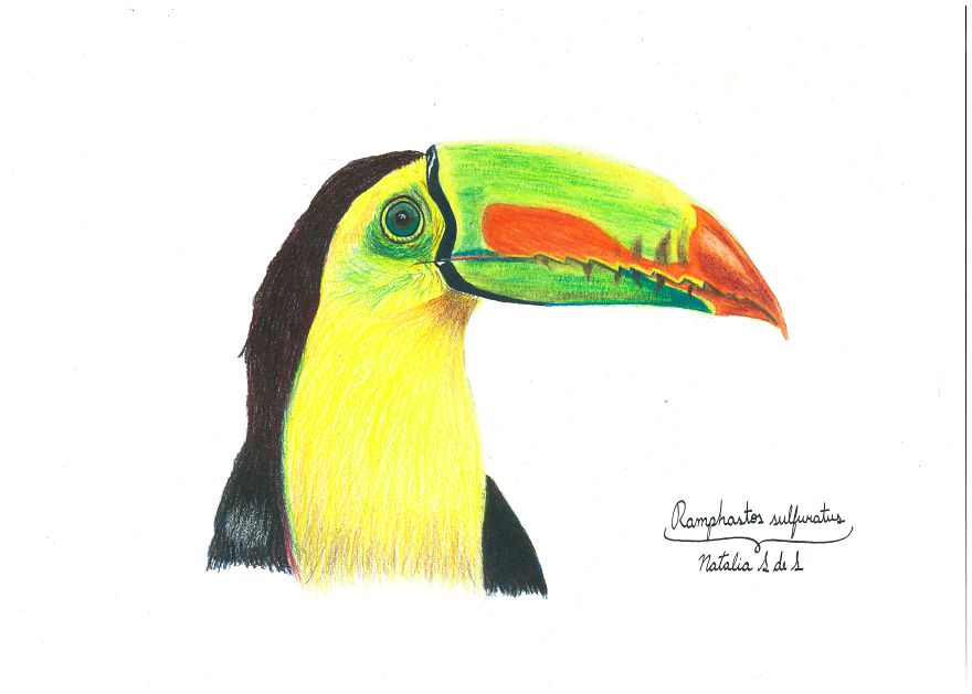 Illustrating Colombian Wildlife