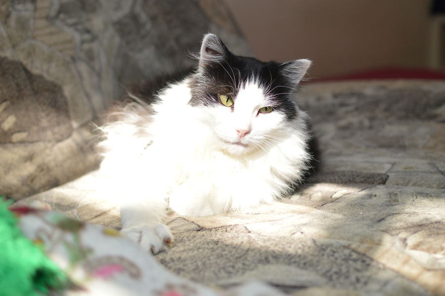 Cat Is Looking For Home, 7 Years Old