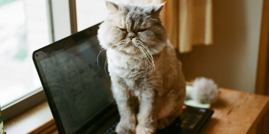 Why Does Your Cat Walk On Your Laptop Or Book While You're Using It?