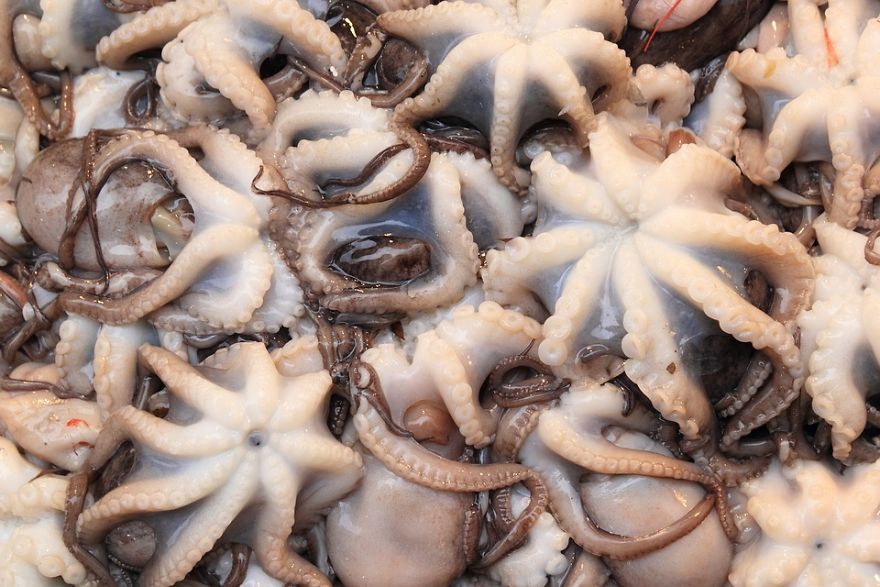 Woman Gets Pregnant In The Mouth After Eating Calamari