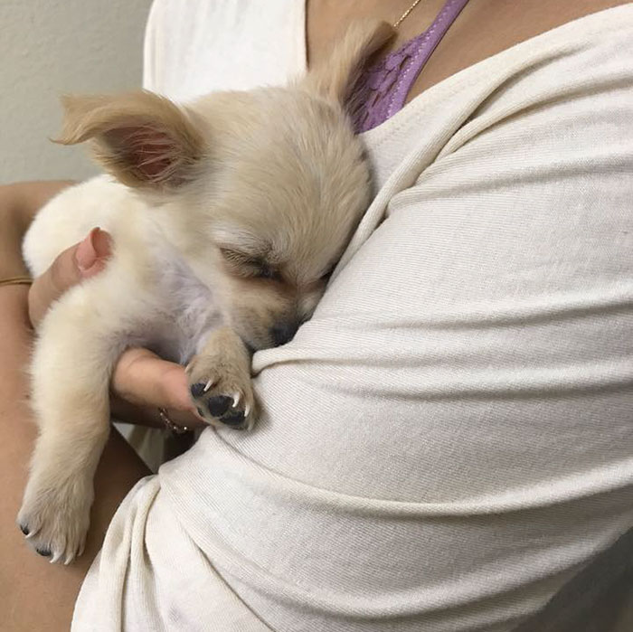Puppy Abandoned At The Airport Had A Heartbreaking Note From His Owner, And It'll Make You Cry