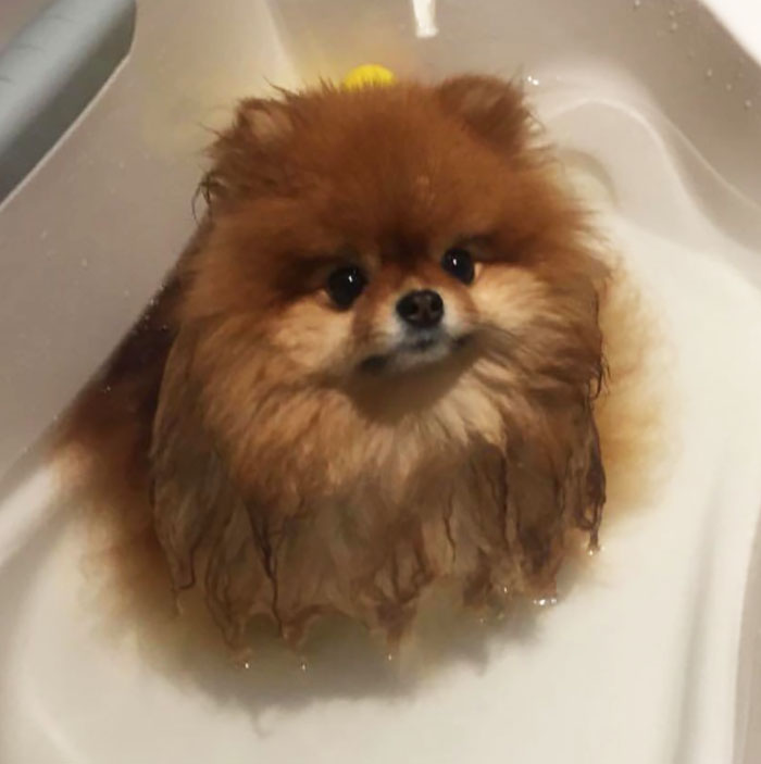 Did You Know That Pomeranians Melt In Water? This Owner Learned It The Hard Way