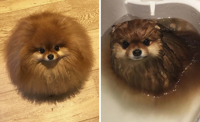 Did You Know That Pomeranians Melt In Water? This Owner Learned It The Hard Way