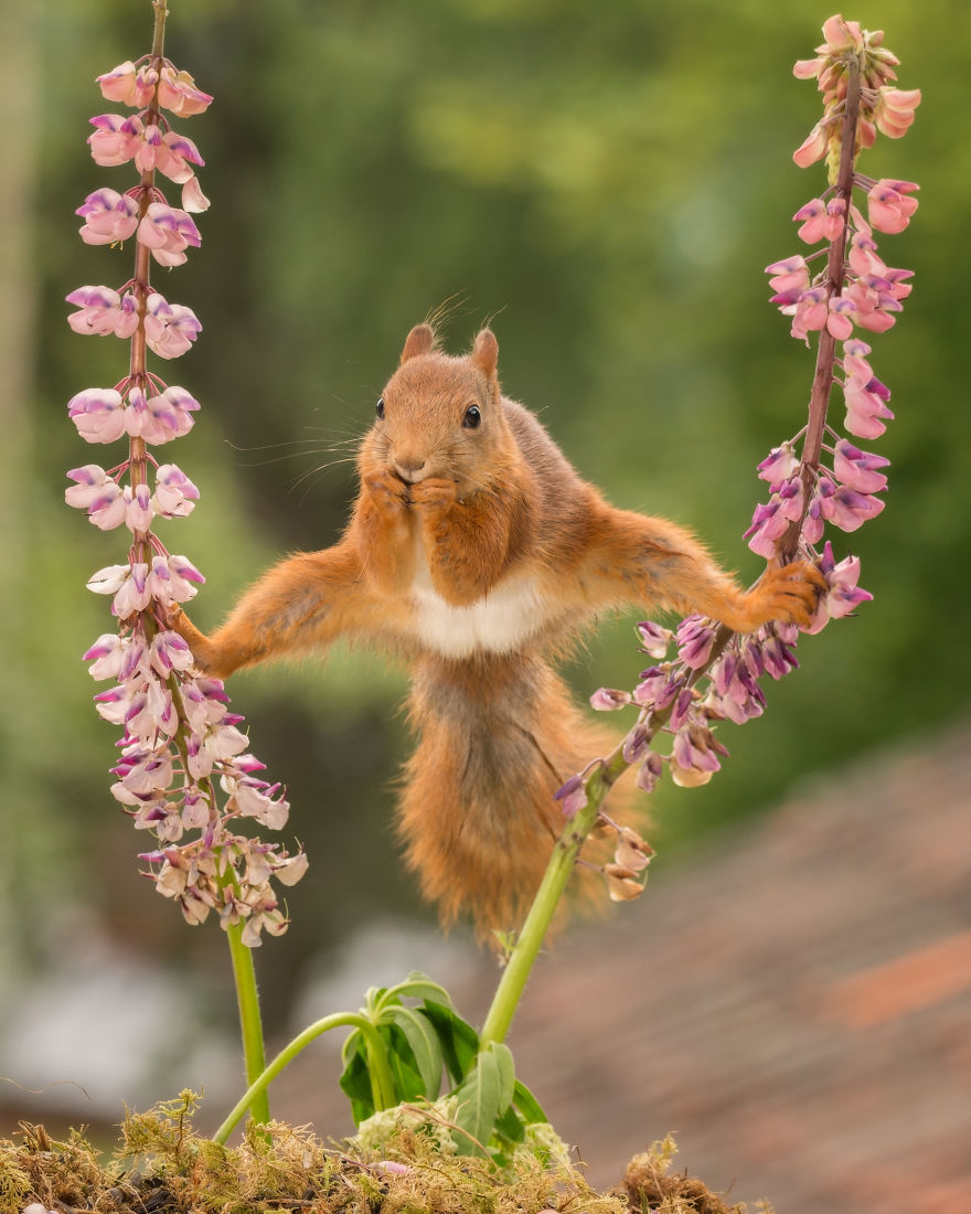 Squirrels Doing Karate