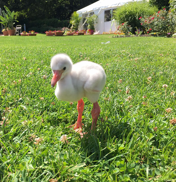 baby-flamingo-pittsburgh-national-aviary-11