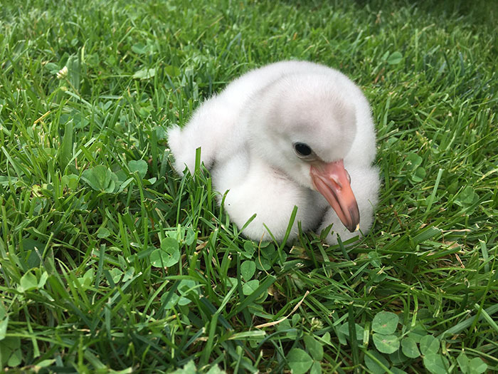 Baby Flamingo Tries Hard To Be Adult, Becomes Internet Star