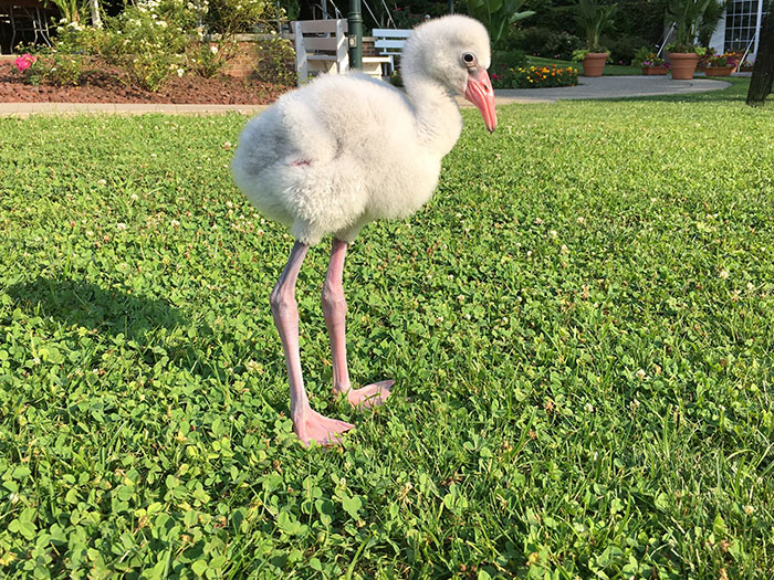 baby-flamingo-pittsburgh-national-aviary-19