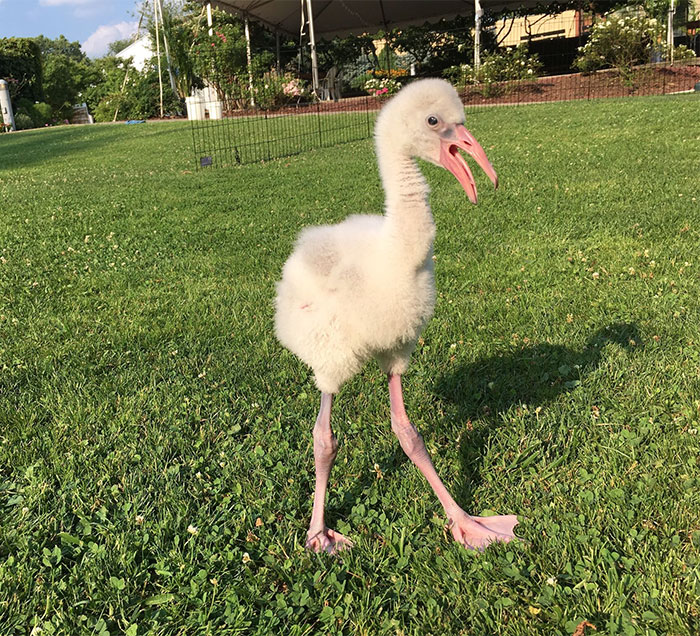 Baby Flamingo Tries Hard To Be Adult, Becomes Internet Star