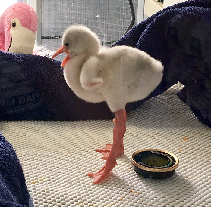 baby-flamingo-pittsburgh-national-aviary-7