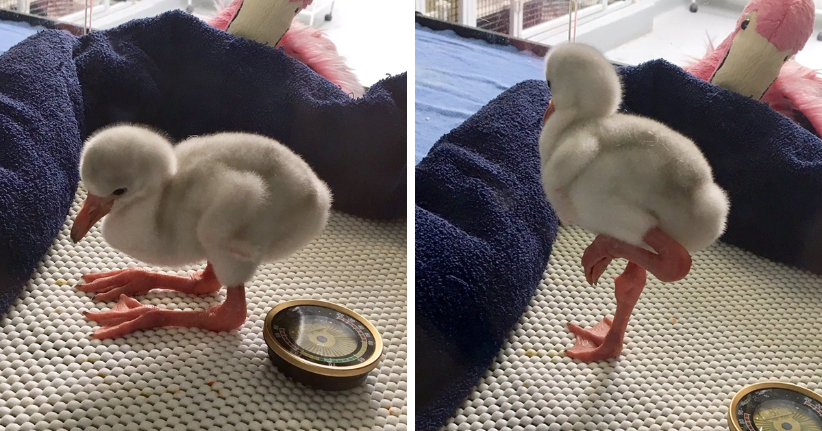 Image result for baby flamingo learning to stand on one leg