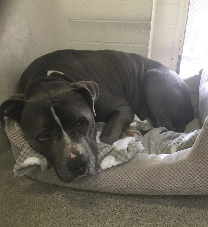 Heartbroken Pit Bull Cries After His Family Leaves Him In A Shelter