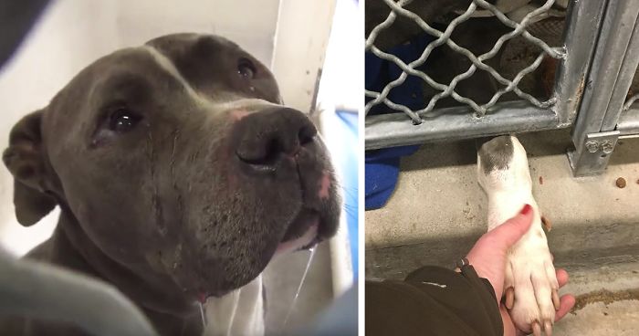 Heartbroken Pit Bull Cries After His Family Leaves Him In A Shelter | Bored  Panda