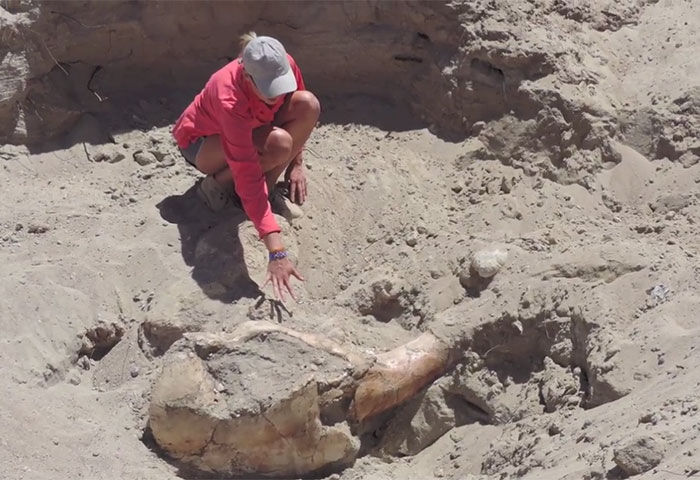 Boy Discovers Million-Year-Old Fossil By Tripping Over It