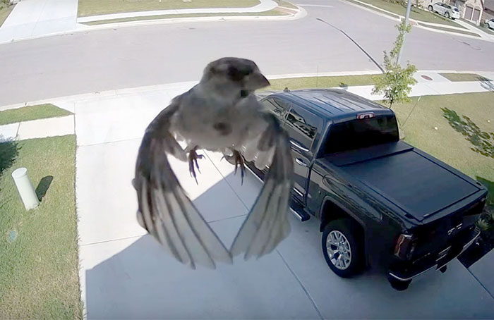 Bird’s Wings Get Perfectly Synced With Camera’s Frame Rate And It Will Mess With Your Mind