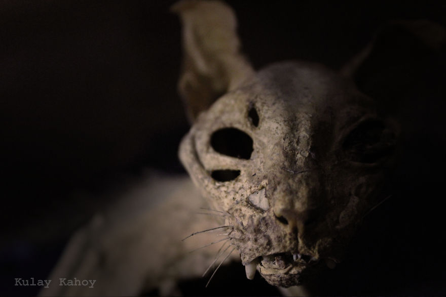Photographer Took A Photo Of A Mummified Cat Found In A Ceiling