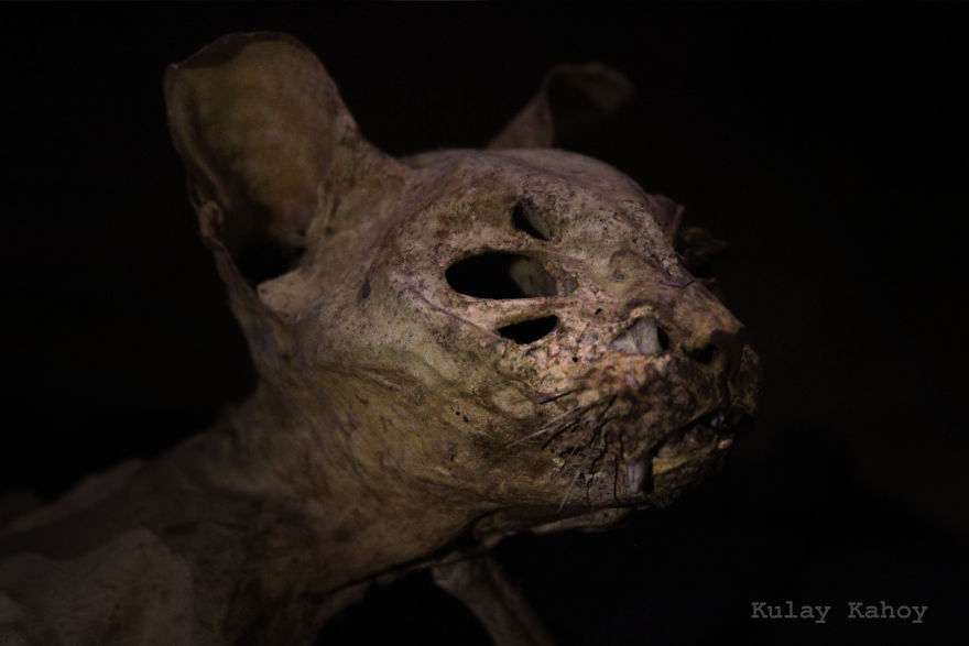 Photographer Took A Photo Of A Mummified Cat Found In A Ceiling